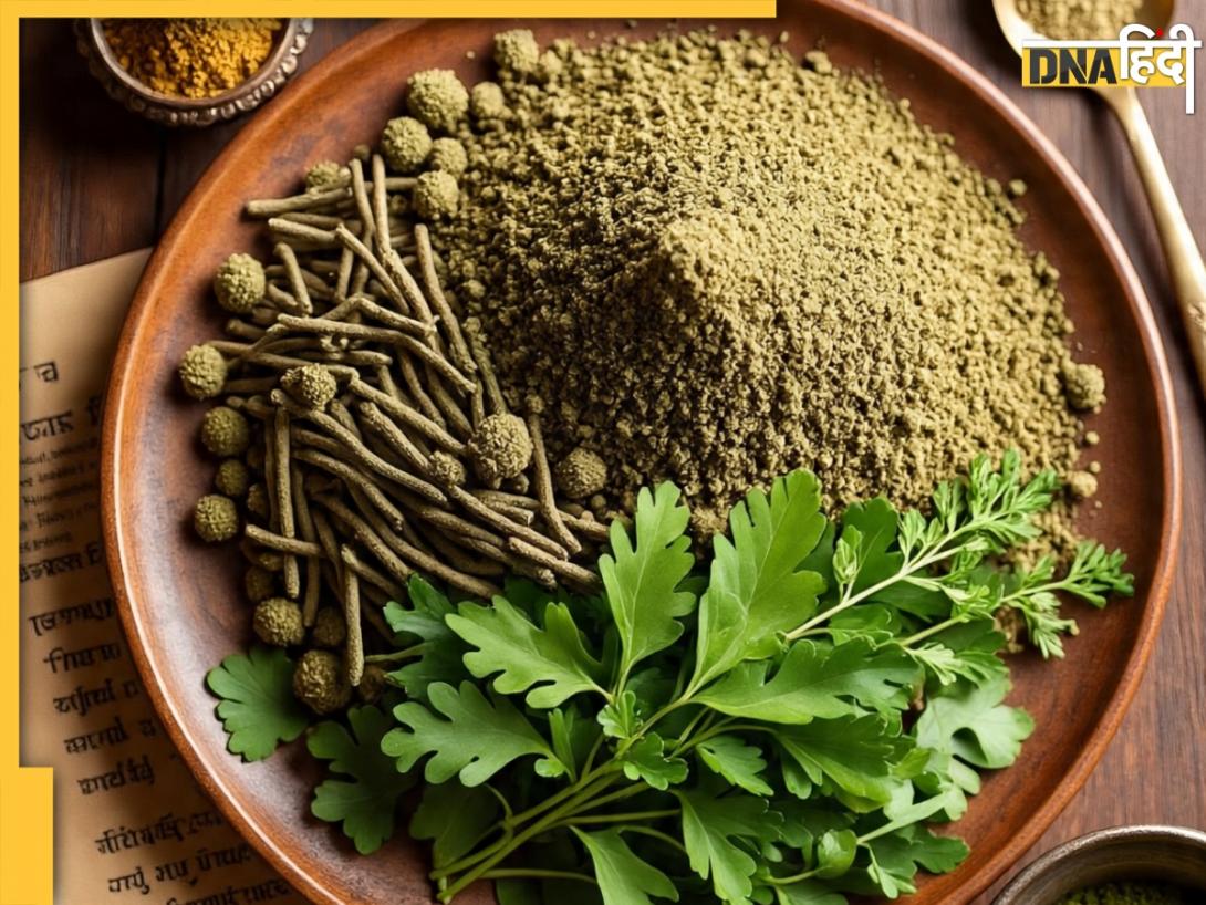Powerful Ayurvedic Herbs: वरदान से कम नहीं इन 3 जड़ी-बूटियों का मिश्रण, बुढ़ापे तक रखेगा 'रोगमुक्त'  