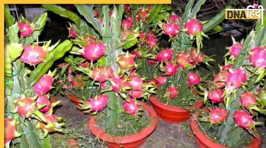 Dragon Fruit Planting: घर पर कैसे लगाएं महंगा ड्रैगन फ्रूट? यहां जानें गमले में लगाने का सबसे आसान तरीका