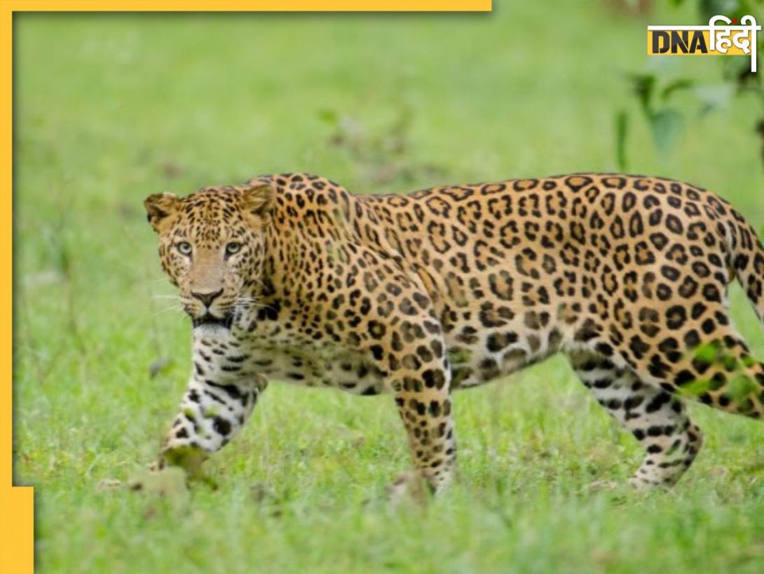 घर में घुसा तेंदुआ परिवार वालों कमरे का दरवाजा कर दिया बंद, वन विभाग की टीम नजारा देखकर रह गई हैरान