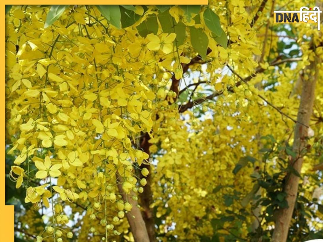 Ayurveda: खराब पाचन, त्वचा रोग में रामबाण हैं इस पेड़ की छाल-पत्ती और फलियां, ऐसे करें इस्तेमाल