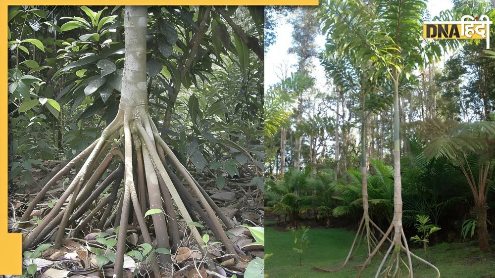 दुनिया का एकमात्र चलने वाला पेड़, जानें इन दावों में कितनी है साइंटिफिक सच्चाई