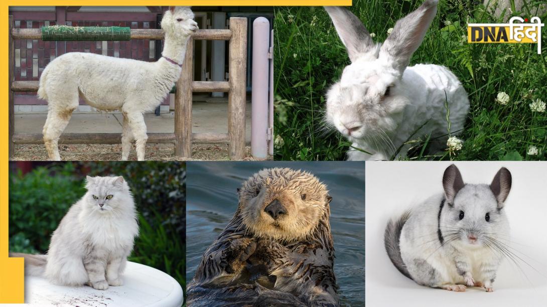 इन 5 जानवरों के बेहद लंबे और सिल्की होते हैं बाल, जरूरत पड़ने पर करते हैं गुप्त हथियार का काम