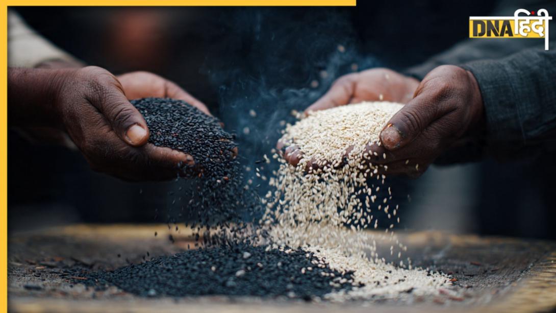 Makar Sankranti: सफेद या काला कौन तिल होता है शुभ, पूजा में कब-किस रंग के तिल को माना गया है शक्तिशाली