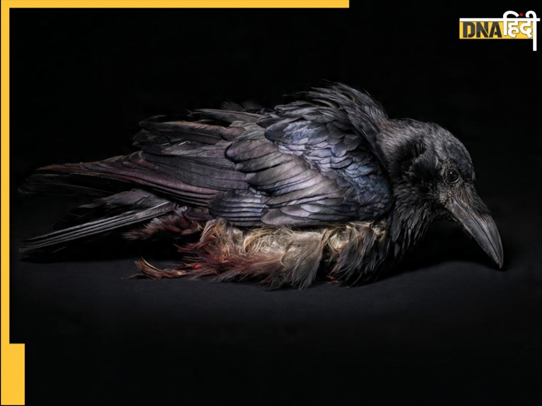 Bird Flu: तमिलनाडु में बर्ड फ्लू की दस्तक! कौवों के सैंपल पॉजिटिव, जानें इंसानों को कितना खतरा