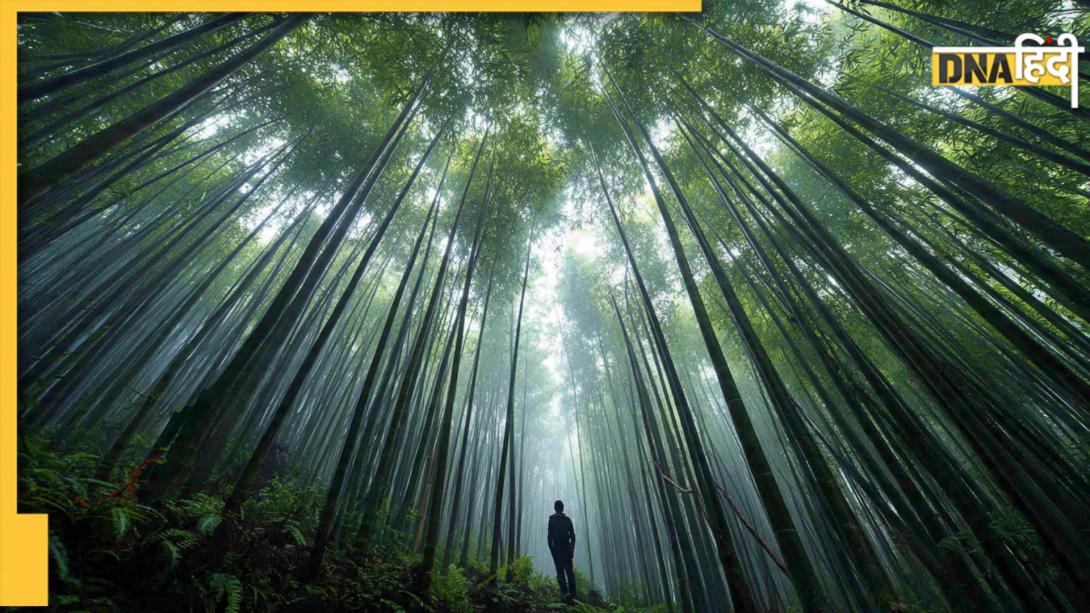 धरती की सबसे लंबी घास कौन सी है? कई महीनों नहीं बल्कि कुछ ही दिनों में बढ़ जाती है लंबाई