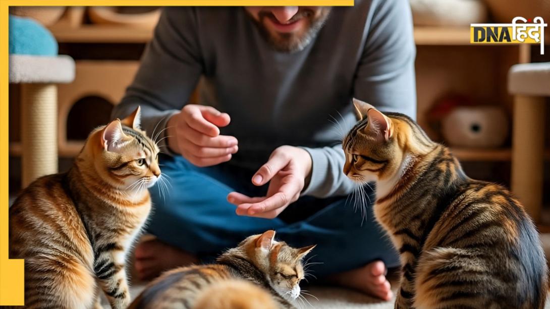 बिल्लियों को खाना खिलाकर कमा डाले ₹21 लाख, शख्स का बिजनेस आइडिया देख हर कोई हैरान