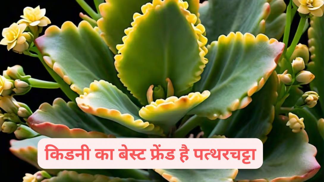 Patharchatta Leaves Benefits: पत्थरचट्टे के पत्तों में छिपा है कई बीमारियों का इलाज, सेवन करने पर मिलते हैं ये 5 बड़े फायदे