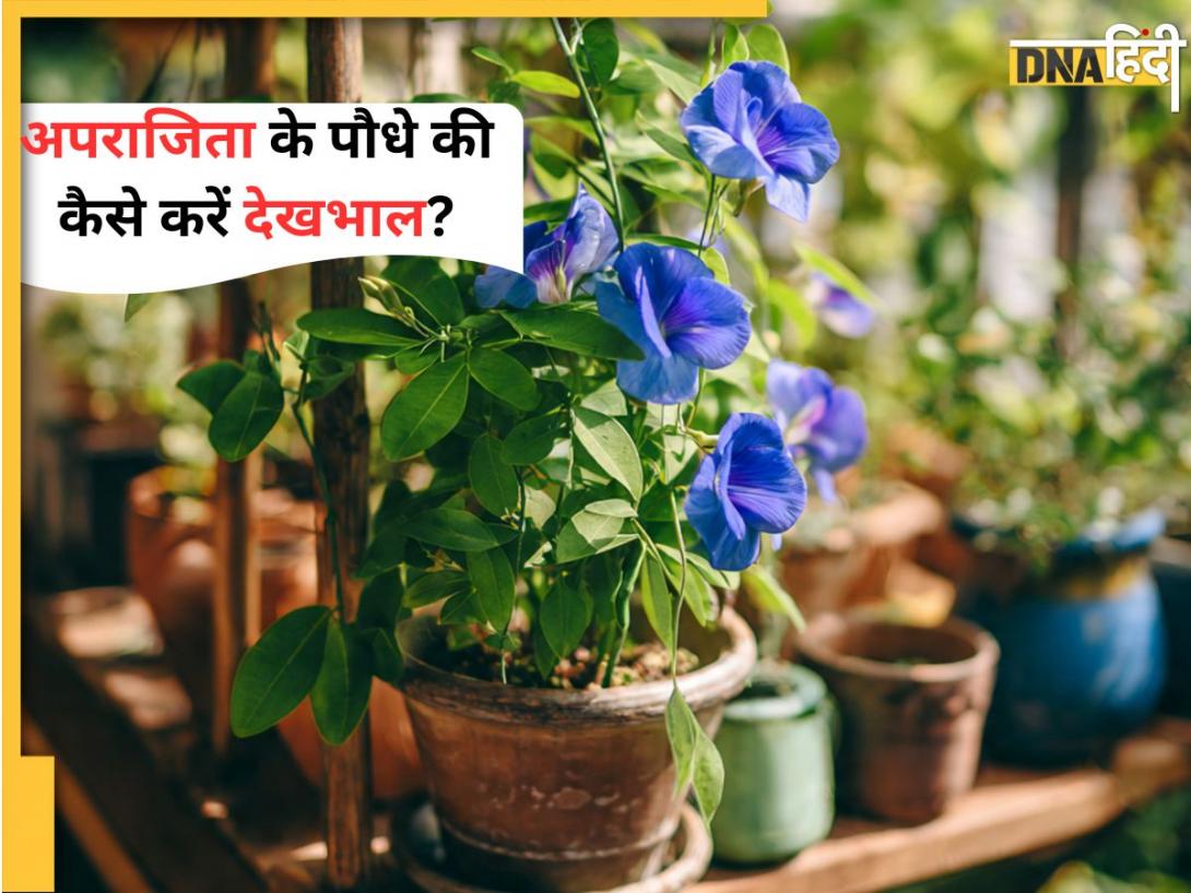 Aparajita Gardening: मुरझा गया है घर में लगा अपराजिता का पौधा? ये टिप्स आ सकते हैं आपके काम! 