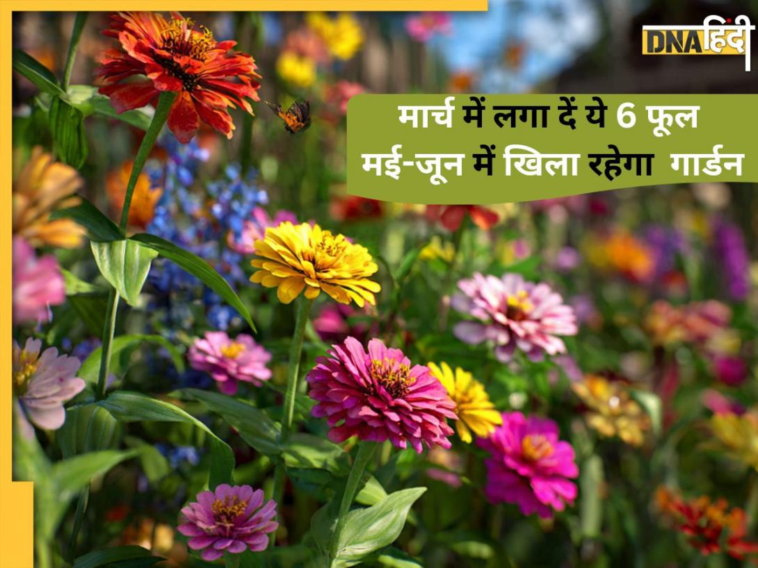 Summer Flowering: मार्च में लगा दें ये 6 फूल, मई-जून की भीषण गर्मी में खिला-खिला रहेगा आपका गार्डन! 