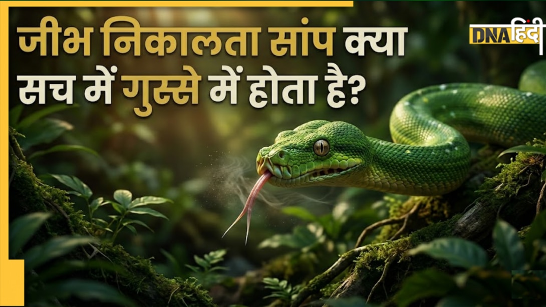सांप अपनी जीभ बार-बार क्यों निकालता है? जानें कैसे काम करता है इस खतरनाक जीव का GPS सिस्टम