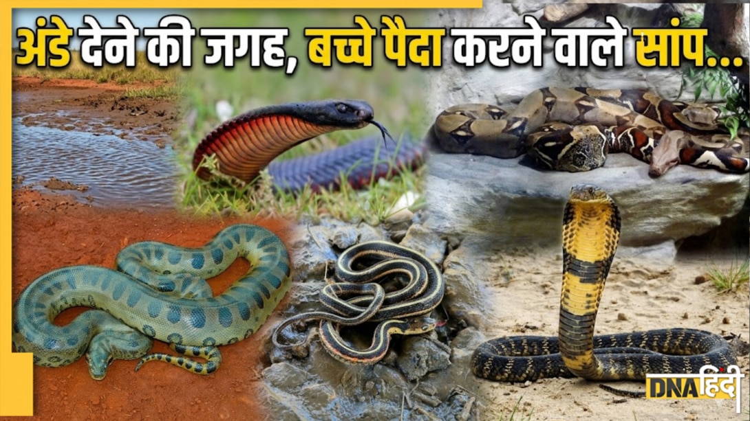 दुनिया के 5 अनोखे सांप जो नहीं देते अंडे, इंसानों की तरह बच्चों को देते हैं जन्म 