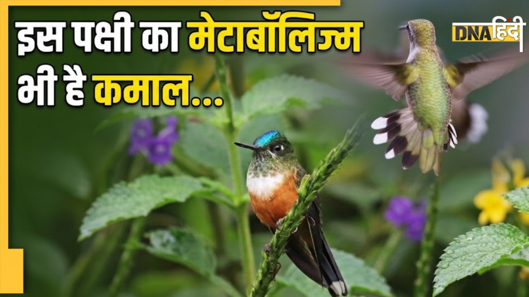 रात में 'मुर्दा', सुबह अचानक जिंदा हो जाता है यह पक्षी, फिर 75,600 प्रति घंटा की रफ्तार से धड़कने लगता है दिल