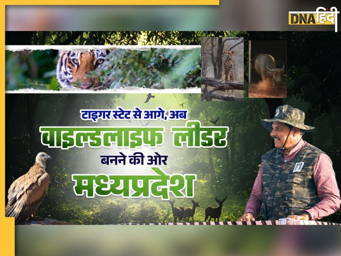 जंगल में दौड़ने को तैयार मादा चीता, टाइगर स्टेट से आगे अब MP को 'वाइल्डलाइफ लीडर' बना रहे CM मोहन यादव