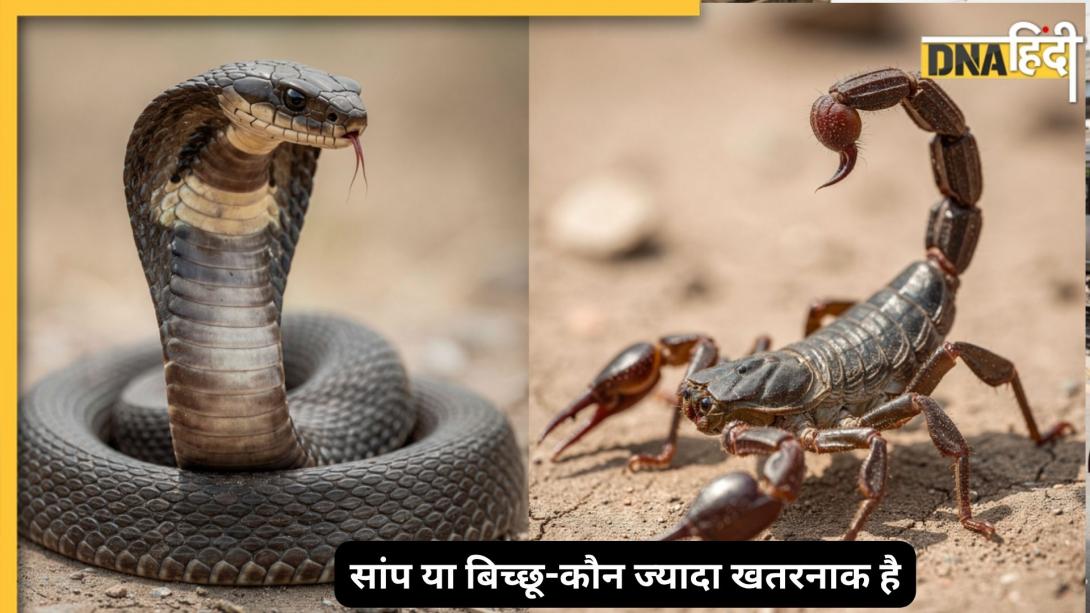 सांप या बिच्छू किसका जहर ज्यादा खतरनाक? एक की चुभन दर्द देती है, दूसरा मिनटों में रोक सकता है सांस
