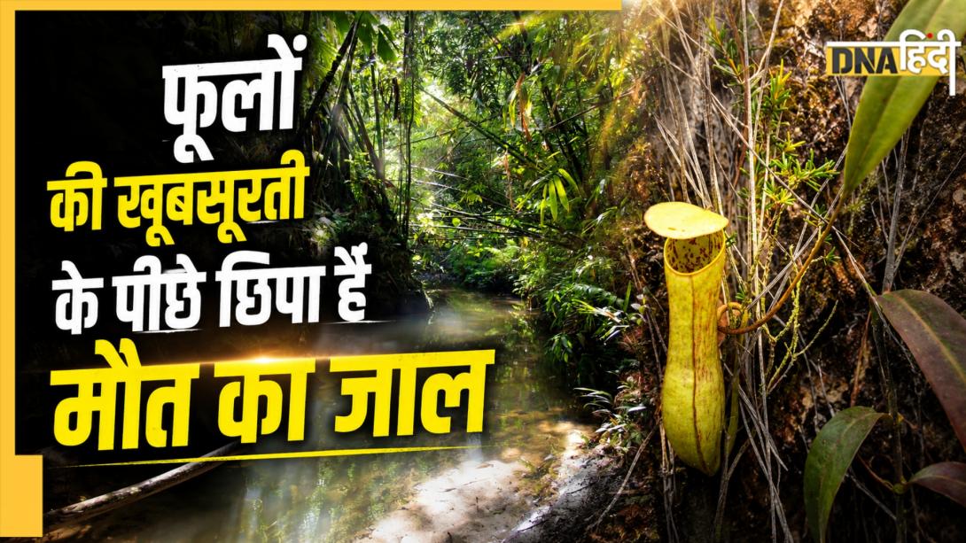 दुनिया का वो रहस्यमयी जंगल जिसके पेड़-पौधे भी करते हैं शिकार, जीवों को खाकर मिटाते हैं अपनी भूख