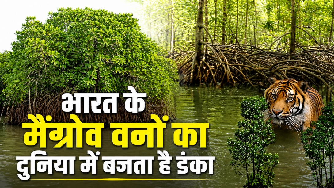 भारत में कहां हैं दुनिया के सबसे बड़े Mangrove Forest? जानें किन राज्यों को मिला प्रकृति का यह अनमोल खजाना