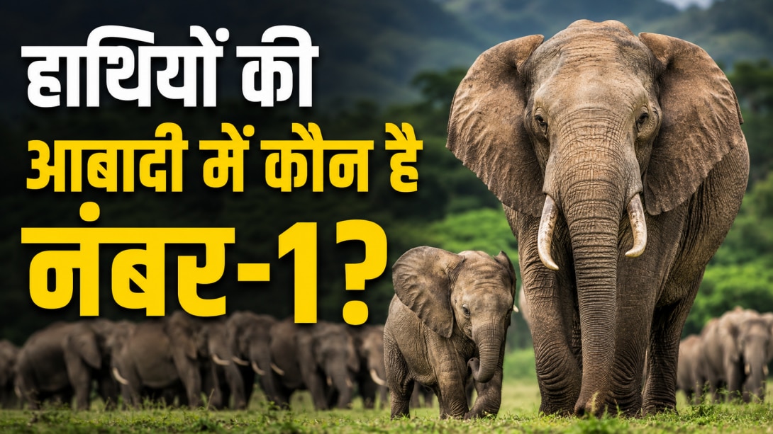 World Elephant Day 2026: धरती पर सबसे ज्यादा किस देश में है हाथियों की आबादी? जानें लिस्ट में भारत की क्या है रैंक