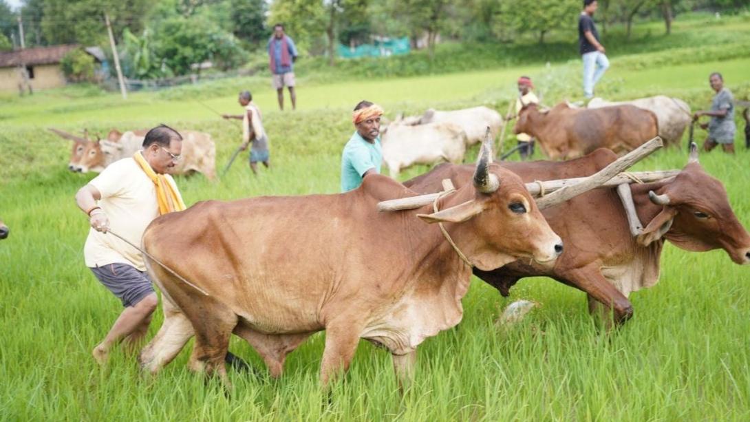 CM विष्णु देव साय ने बैलों साथ खेत में चलाया हल, मुख्यमंत्री ने अन्नदाताओं को किया नमन