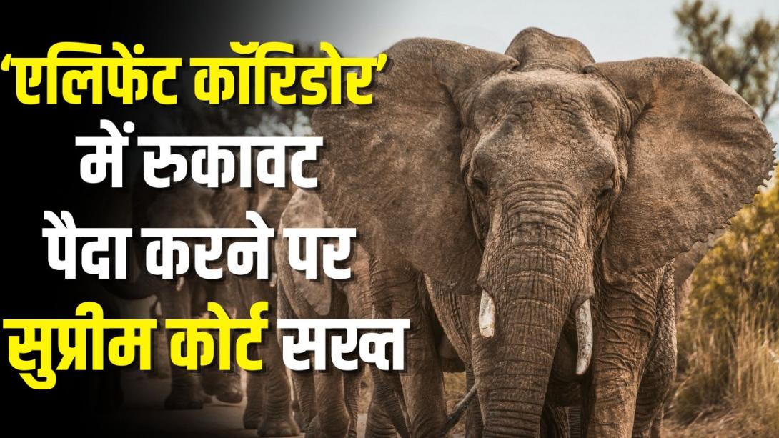 'हाथियों के रास्ते में रुकावट नहीं डाल सकते राज्य', केंद्र से सर्वे करवा रहा SC, मशाल के इस्तेमाल पर भी आपत्ति