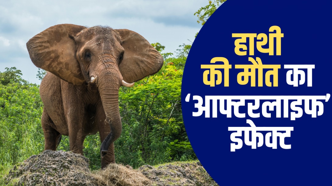 मौत के आठ साल बाद भी मिट्टी से नहीं मिटता हाथियों का वजूद, वो राज जिसने वैज्ञानिकों को भी किया हैरान 